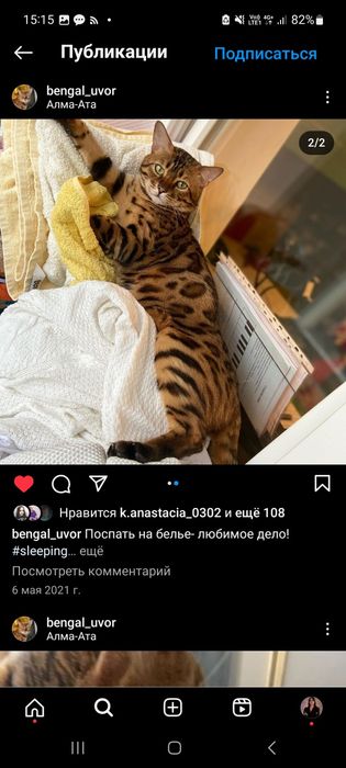 ПРОПАЛ КОТ породы бенгал