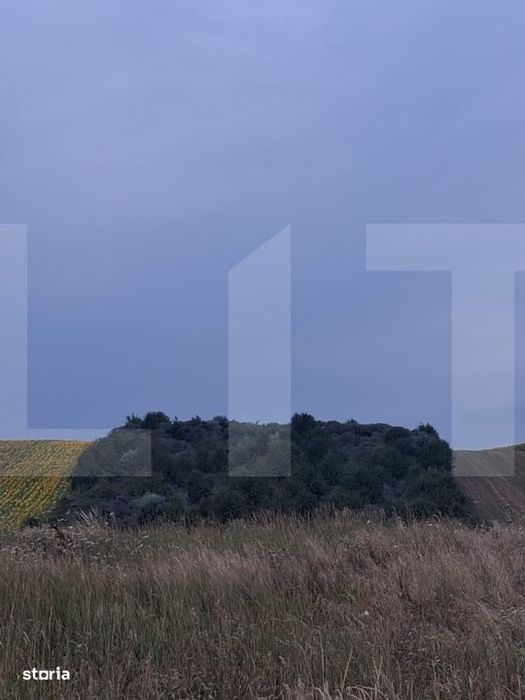 Teren extravilan, plantatie de catina 17.300 mp, comuna Unteni, Botosa