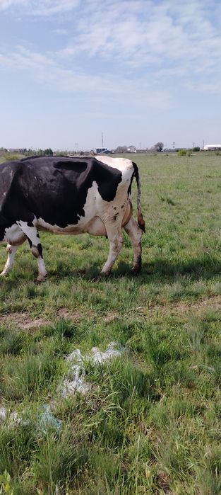 Vand vaca rasa holstein