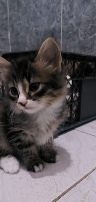 Отдам котят в добрые руки