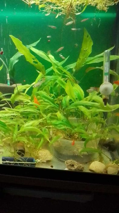 Растения за аквариум -дъбчета