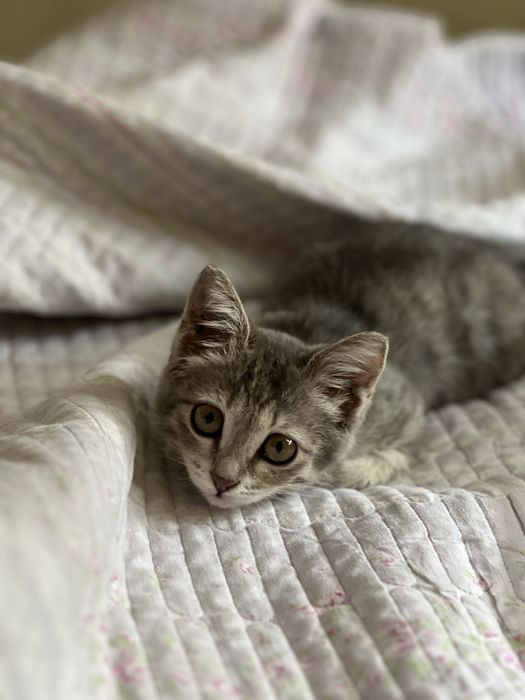 Отдадим котенка даром