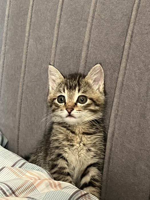Кошка маленкая горантия нету