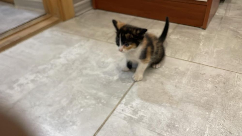 Котята бесплатно