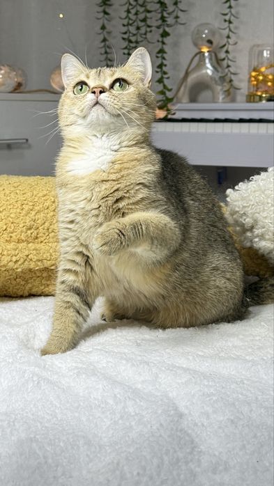британская кошечка