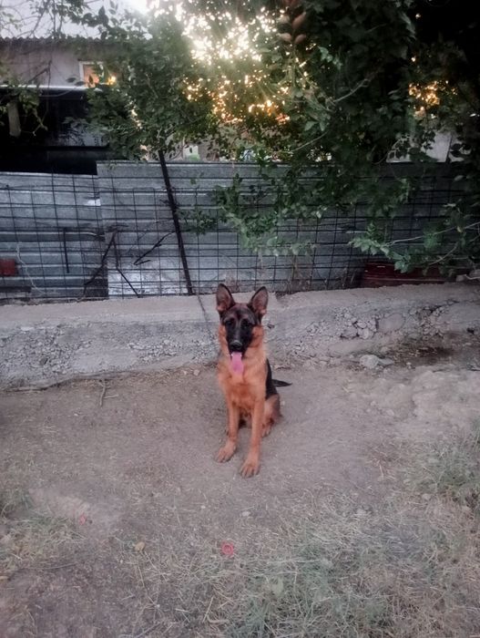 Животные  немиски