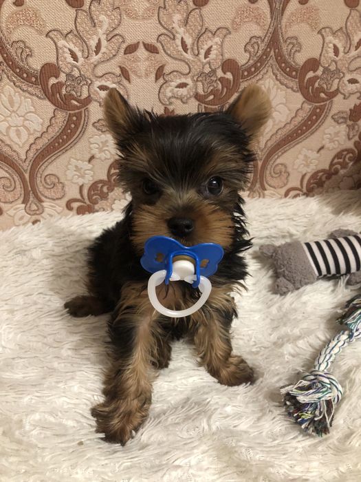 Йоркширксий терьер (мальчики )