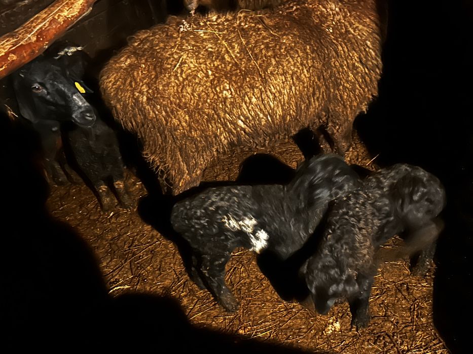 Койлар сатылады козыларымен