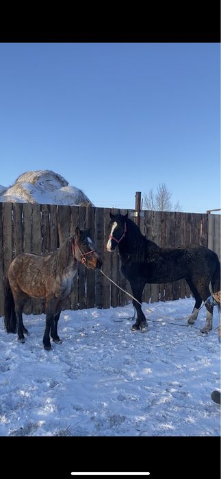 Айгыр, Айғыр , Жеребец