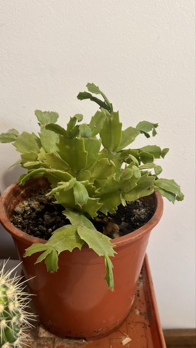 Cactuși și plante suculente de vânzare – în ghiveci
