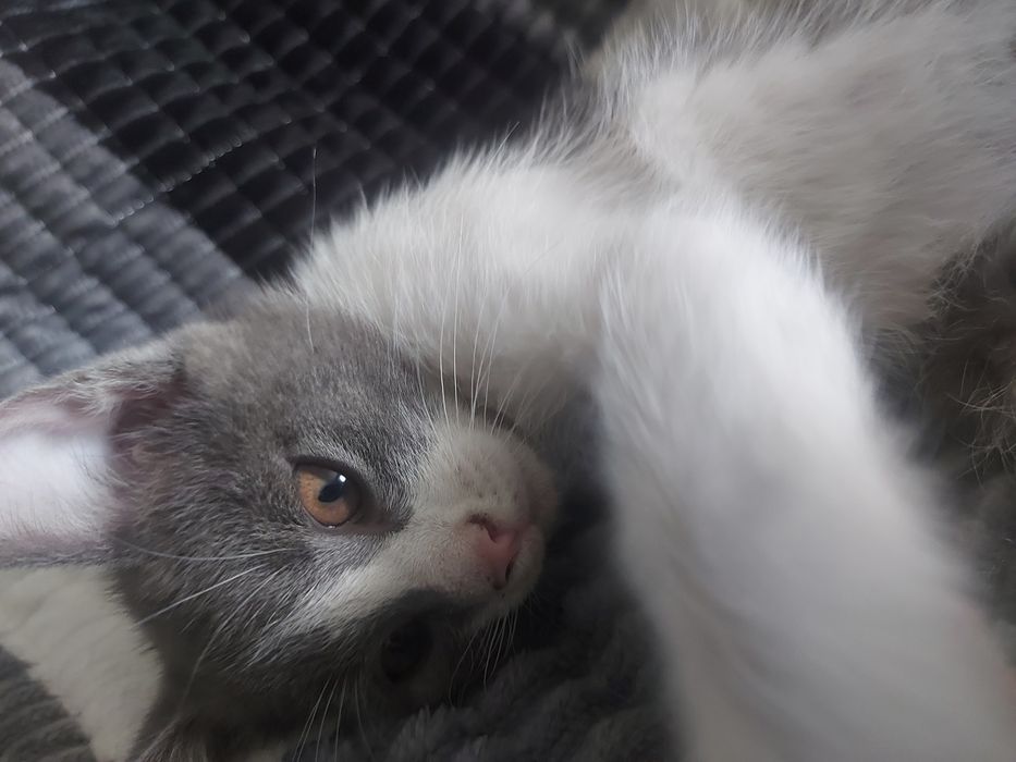 Отдам котёнка в добрые руки!