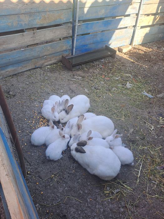 Vind pui de iepure la doar 25 ron bucata