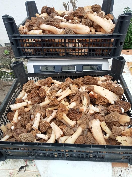 vind zbirciogi  proaspeti si usati