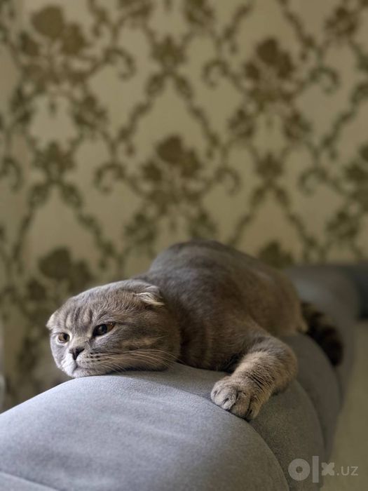 Кот вислоухий серый