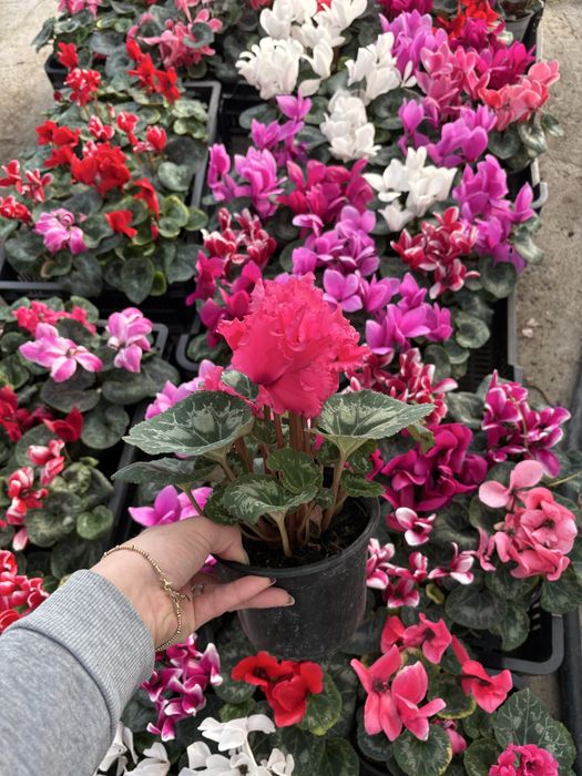 Zambile,primule si Cyclamen