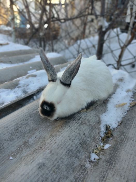 Продам кролики калифорния