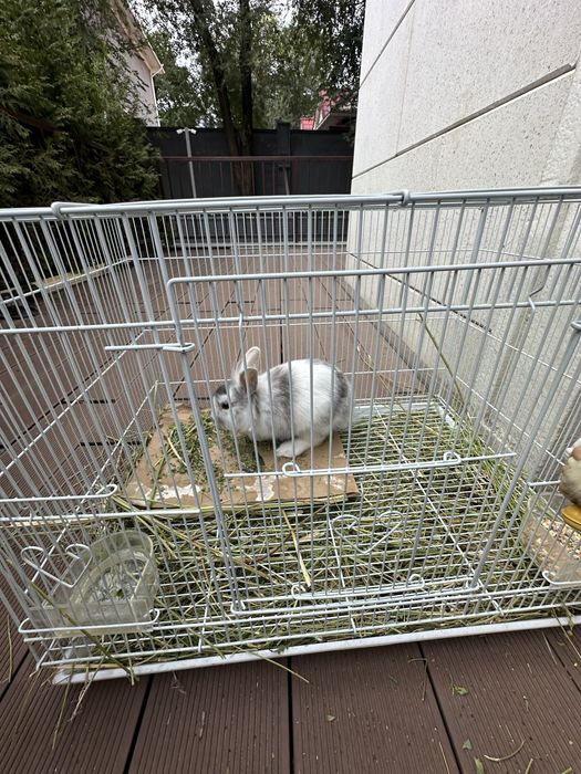Кролик продам с клеткой