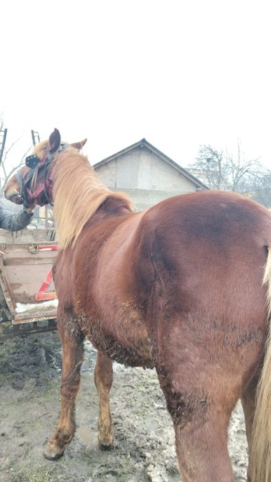 Vând armăsar de doi ani!!