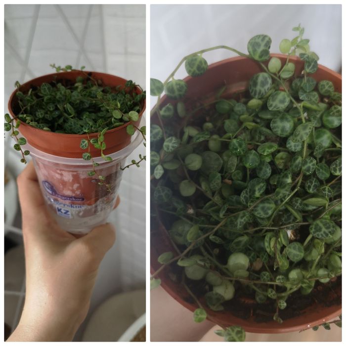 Продам комнатные растения