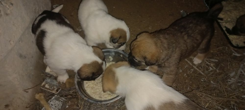 Кушик Тобет щенки