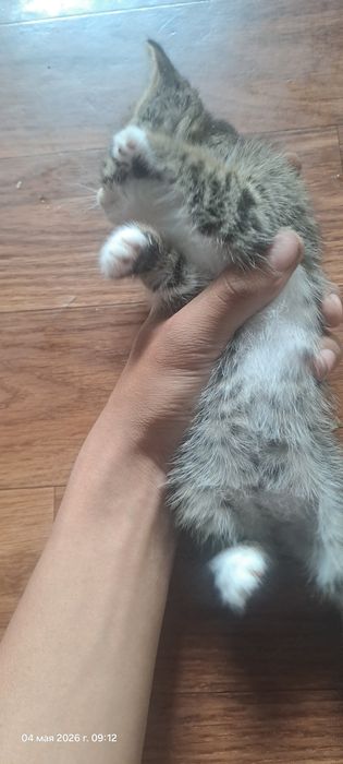Отдам котят бесплатно