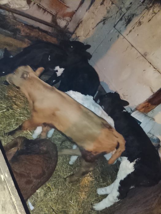 Продам телят бұзау сатам