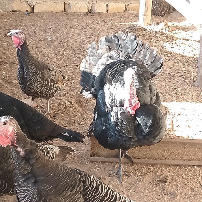 Индюк қораз 1 жыл енд болады