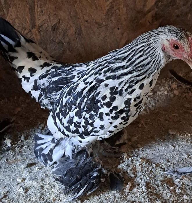 Vând ouă de găini Mii de flori