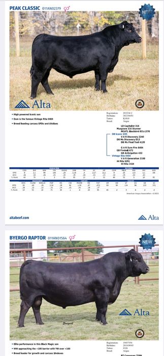 Суний бука уруглари сотувда мавзуд, Buqa urug'lari,