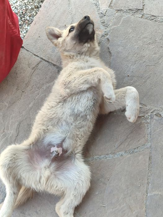 Щеночек ищет себе дом