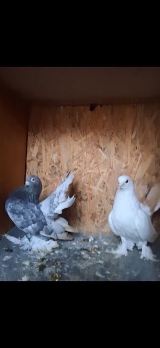 Vand gusati si volga