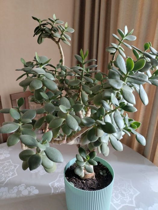 Продам комнатные цветы