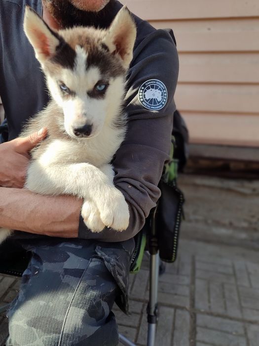 Щенки сибирский хаски