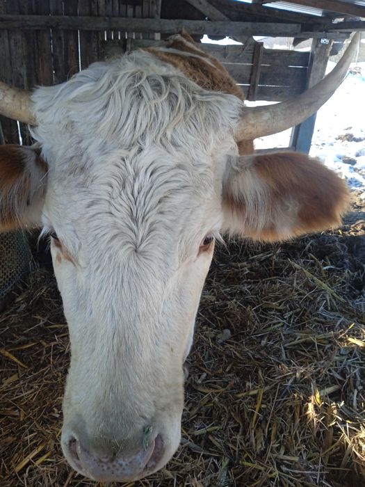 Junincă gestantă de vânzare