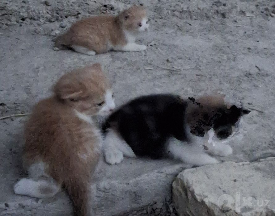 Котята  бесплатно