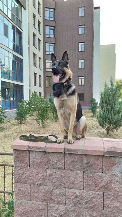 НЕ ПРОДАЕТЬСЯ! Кобель для вязки ВЕО