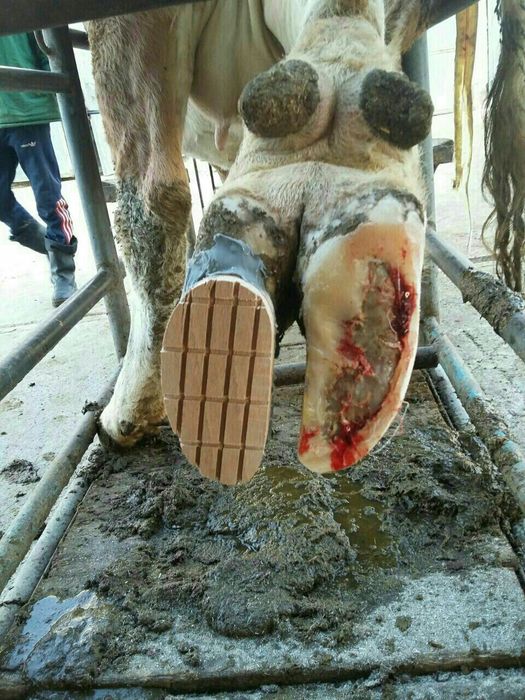 Technobase 8000, Tuyoq uchun