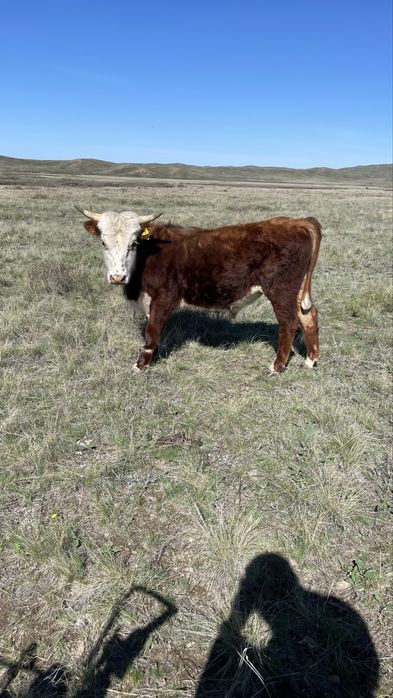 Еркек бұқалар сатылады