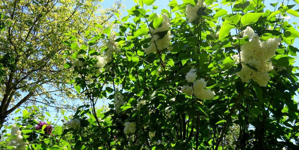 Arbuști de liliac (Syringa Vulgaris)