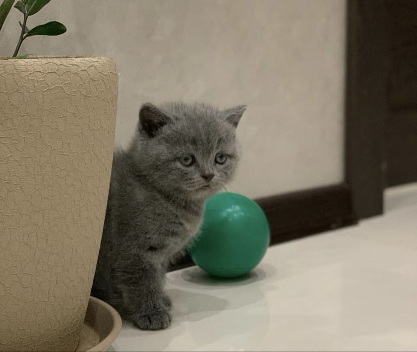 Британские котята