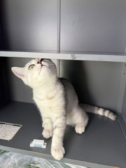 Британска котка на 3 месеца