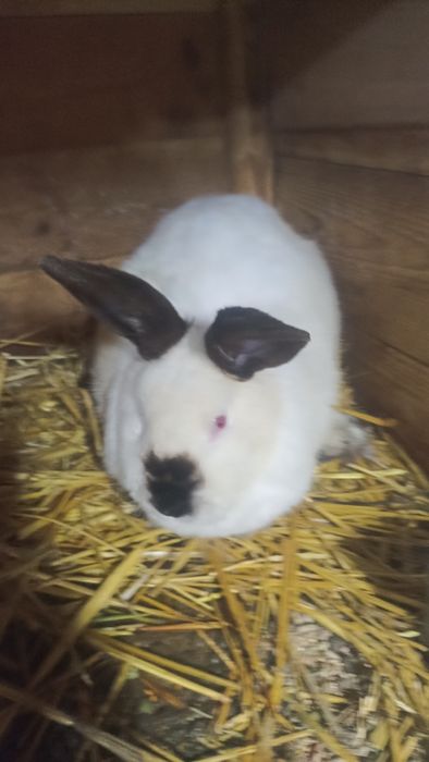 Femela California un an