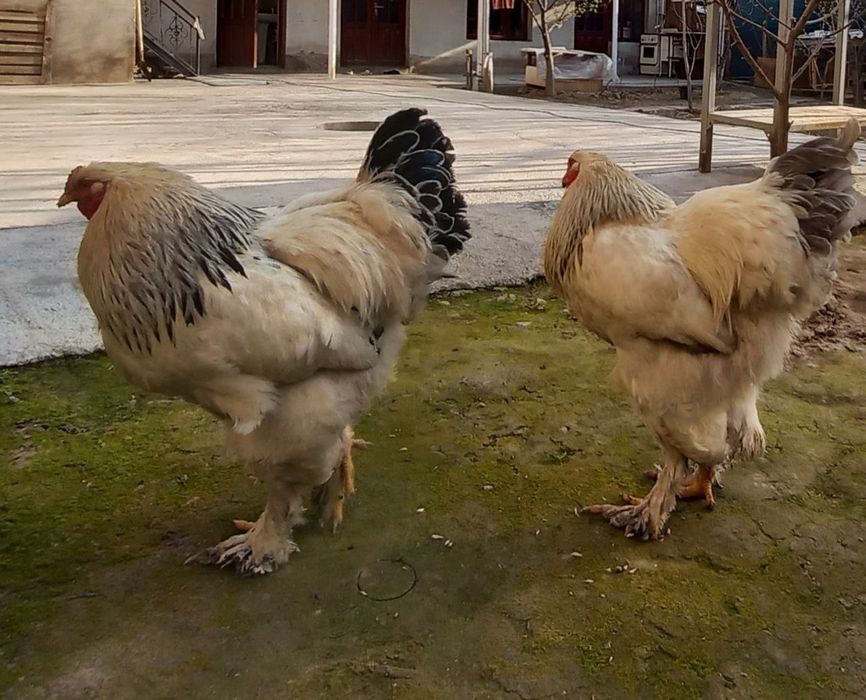 Brama xo'roz toza qonli qichqirgan jo'ja xo'roz xali yoshiga to'lmagan