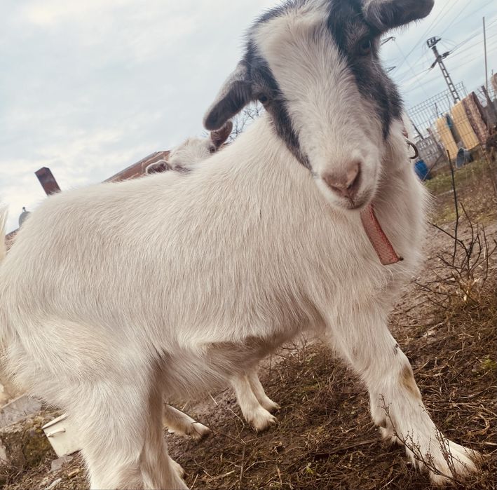 Iedute din capra saanen