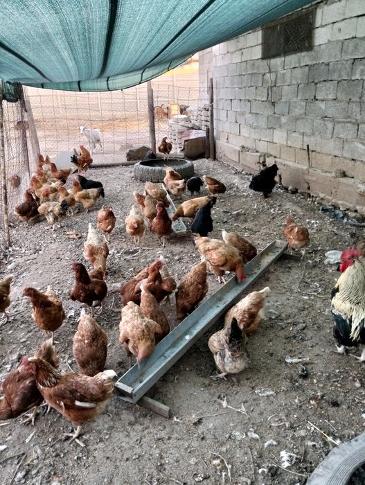 Продам курей Ломан браун