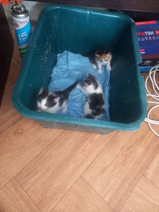 Мысық сатам бір ай болды