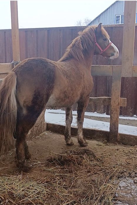 Продам жеребца 2,5года