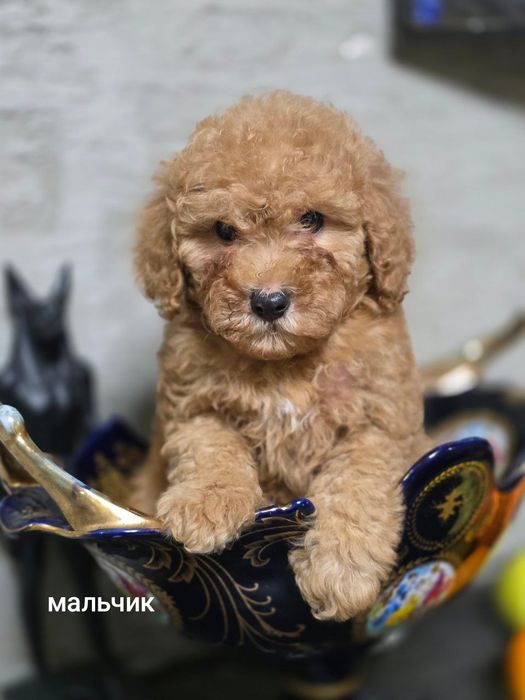 Продаются щенки Пуделя