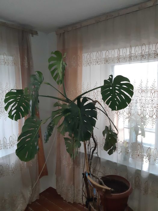 Комнатный цветок Монстера