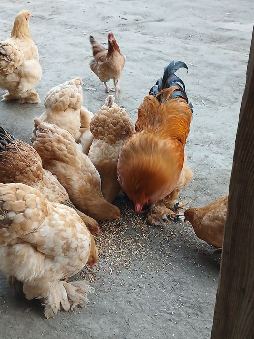 Burama tovuqlar samarqanda